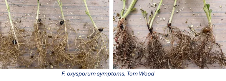 F.oxysporum_symptoms_tom_wood