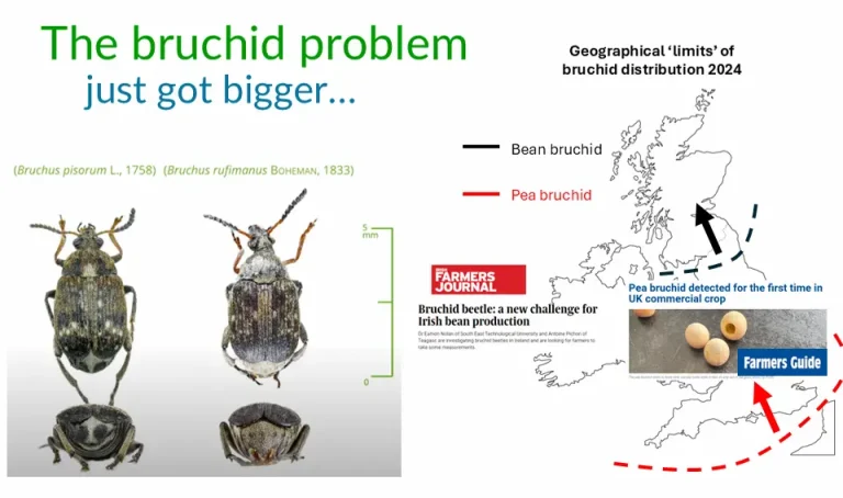 The bruchid problem
